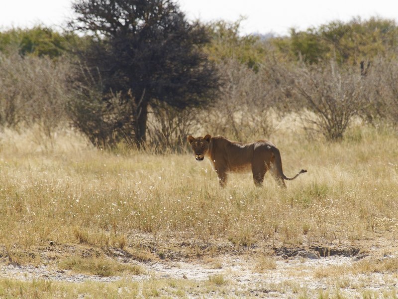 Etosha National Park, Lion, Aroe
        Waterhole